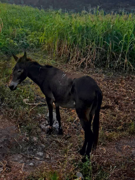 A black horse set against a rustic backdrop and a green landscape