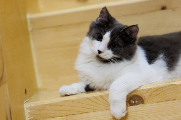 istock Serene black and white fluffy cat resting on wooden stairs 2188925601