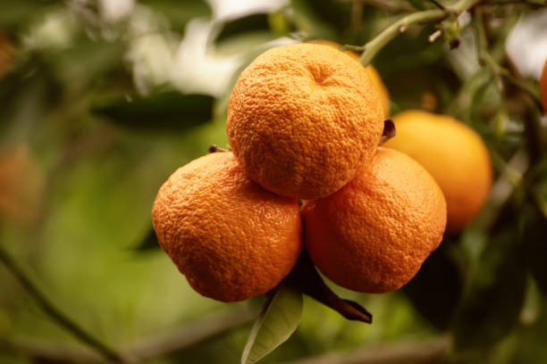 Tangerine garden with green leaves and ripe fruits. Mandarin orchard with ripening citrus fruits. Natural outdoor food background