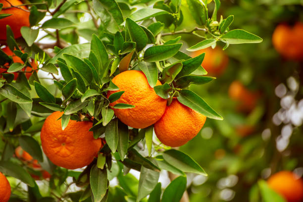 istock Tangerine garden with fruits 2188926537
