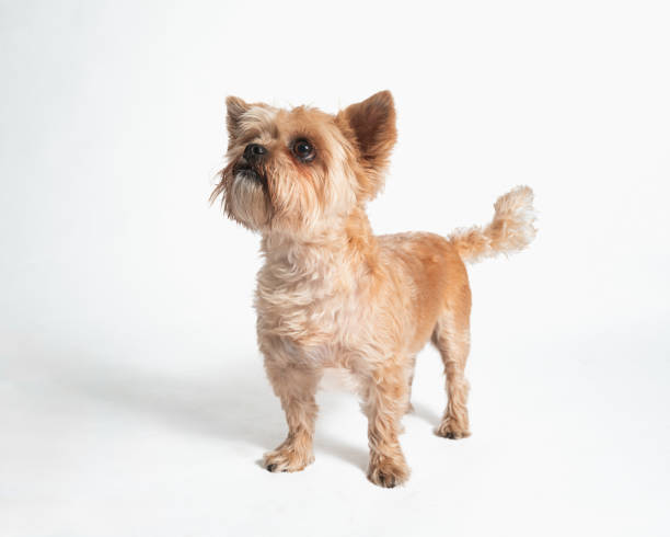 Blond Yorkie - Yorkshire Terrier - Studio Portrait on White
