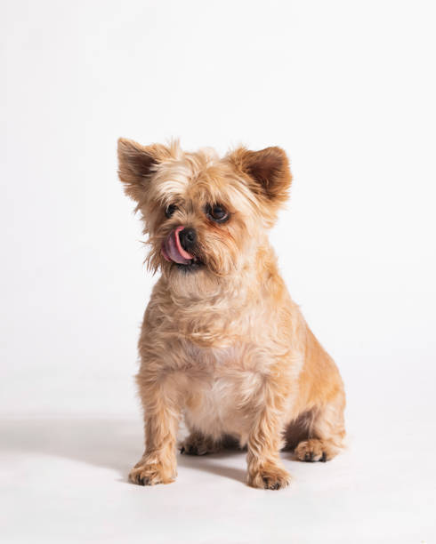 Cairn Terrier, 4 years old, standing in front of white background