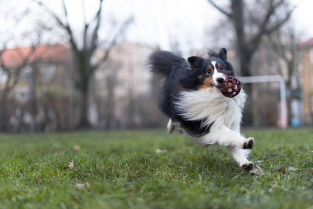 Shetland Sheepdog play red ball on Football pitch. Football pitch located near the student campus.Cracow.