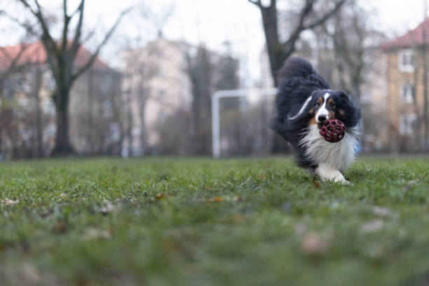 Australian Shepherd dog walking with ball on meadow in sunny day. This file is cleaned and retouched.