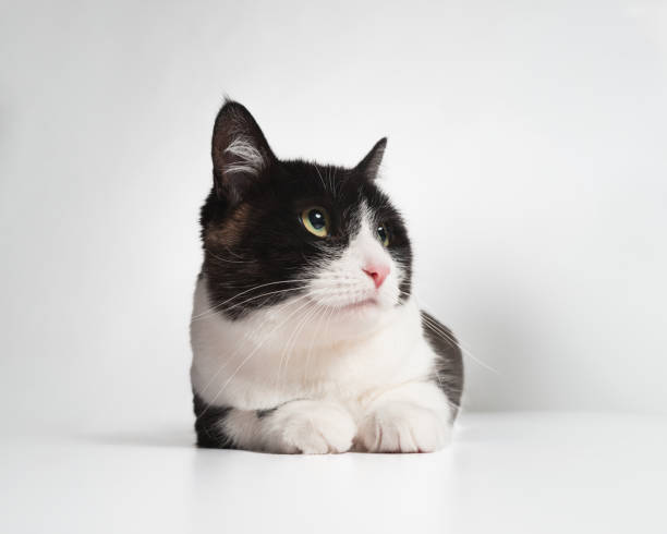istock Female Tuxedo Bicolor Cat - Studio Portrait - Laying Down 2188928576