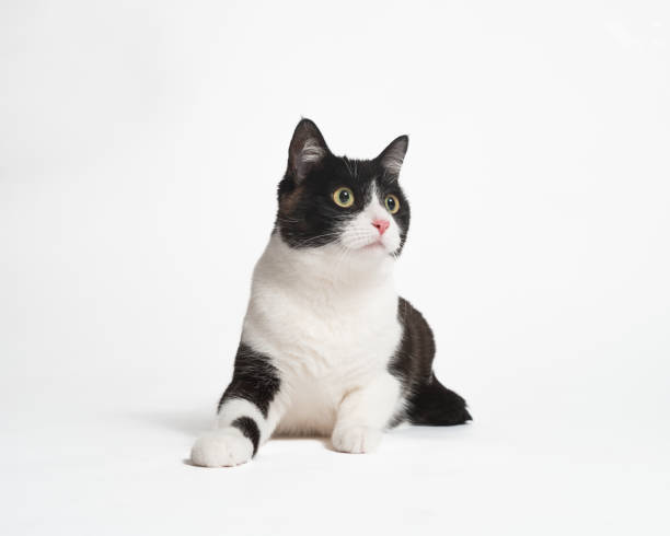 istock Female Tuxedo Bicolor Cat - Studio Portrait - Laying Down - Curious 2188928647