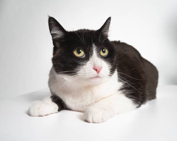 istock Female Tuxedo Bicolor Cat - Studio Portrait - Laying Down 2188928670