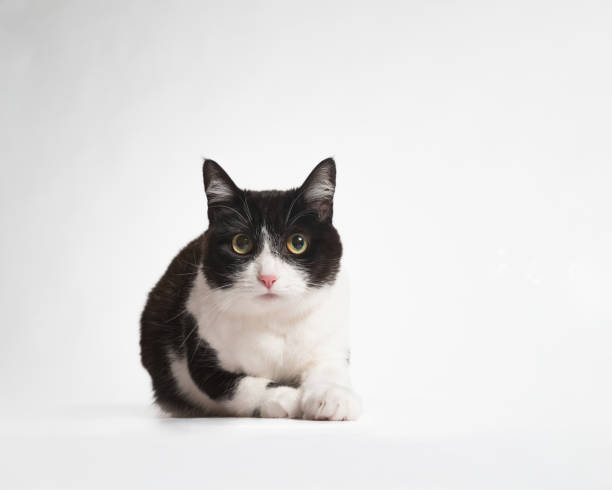 Female Tuxedo Bicolor Cat - Studio Portrait