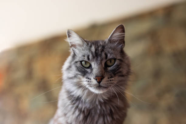 Beautiful cat's portrait - Buenos Aires - Argentina