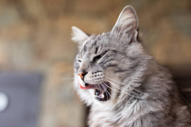 istock Beautiful cat's portrait 2188929267
