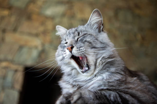 istock Beautiful cat's portrait 2188929337