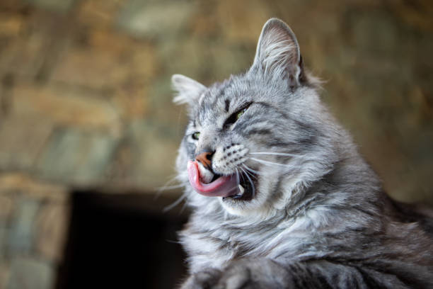 istock Beautiful cat's portrait 2188929340
