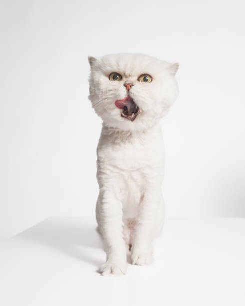 istock White Chinchilla Persian Cat - Studio Portrait on White - Licking 2188930910