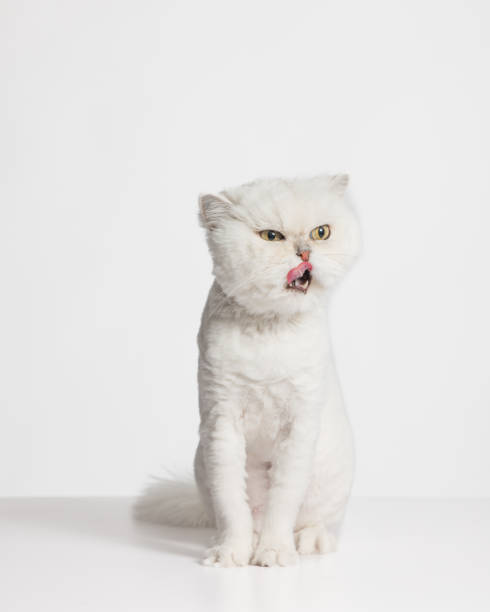 White Persian Cat