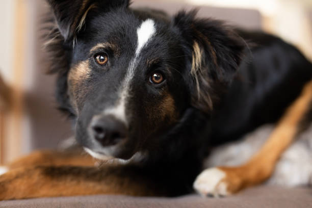 istock Beautiful puppy's portrait 2188931381