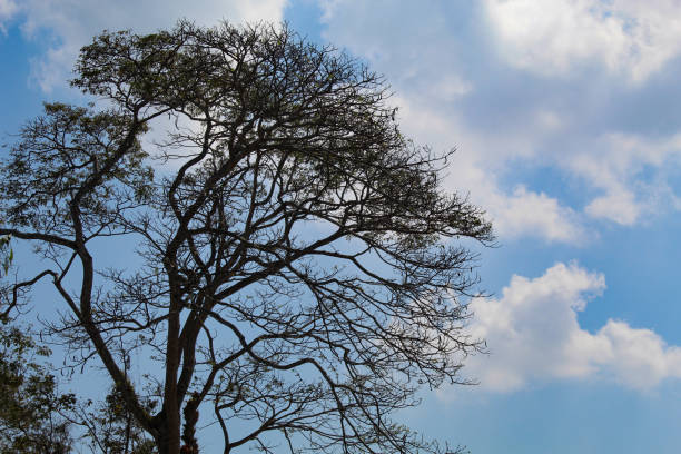 High trees with green leaves, view from below, cloudy sky background