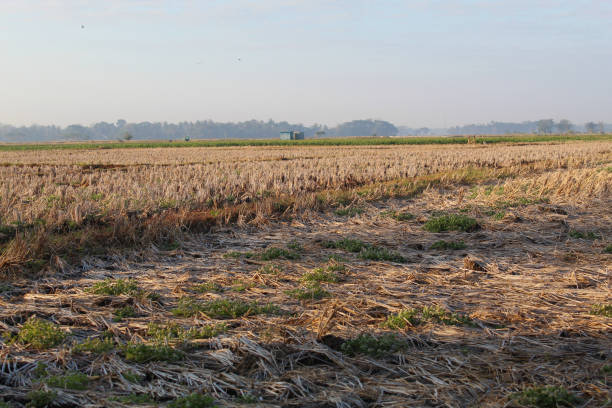 Dry rice fields after harvest during the dry season
