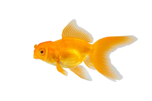 Oranda goldfish isolated on white background close up