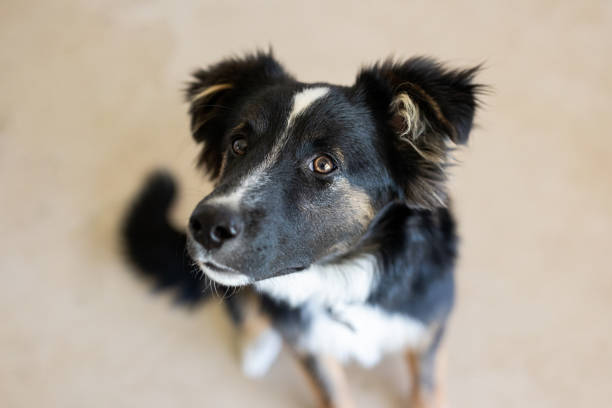 istock Beautiful puppy's portrait 2188932390