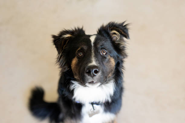 istock Beautiful puppy's portrait 2188932406