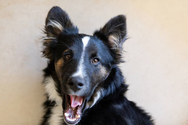 istock Beautiful puppy's portrait 2188932421
