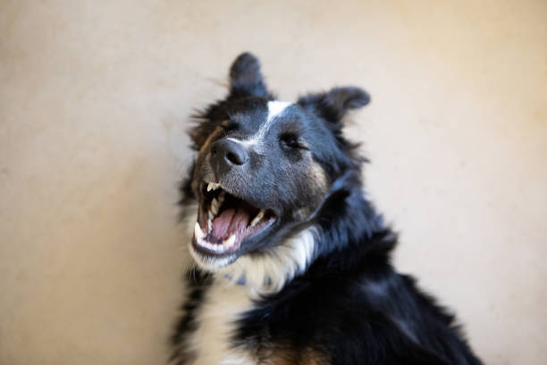 istock Beautiful puppy's portrait 2188932448
