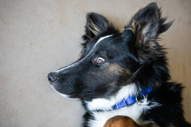 Beautiful puppy's portrait - Buenos Aires - Argentina