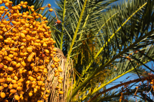 date fruits on the palm tree as very nice background