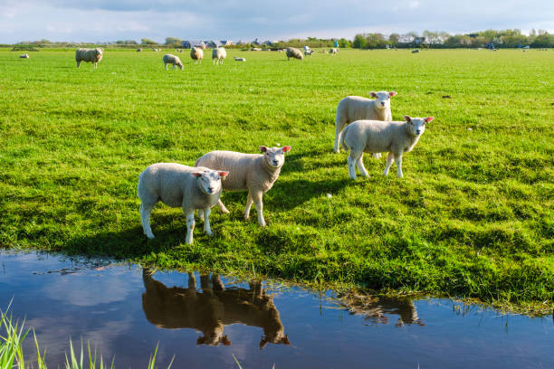 Sheep in agricultural field on Vancouver Island, British Columbia