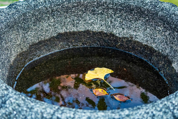 yellow ginkgo leaves floating in water