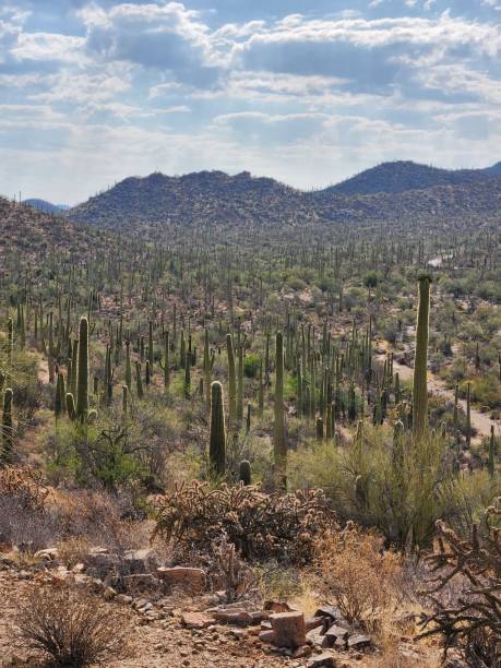 istock Endless Tall Saguaro Cacti in Saguaro National Park 2188941684
