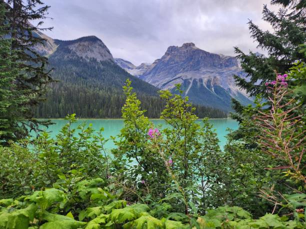istock Fireweed at Emerald Lake, Yoho National Park, British Columbia, Canada 2188943757
