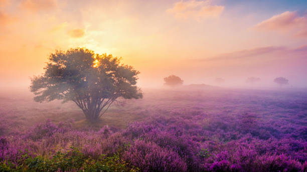 Majestic blooming heather fields at dawn in Veluwe Zuiderheide, Netherlands