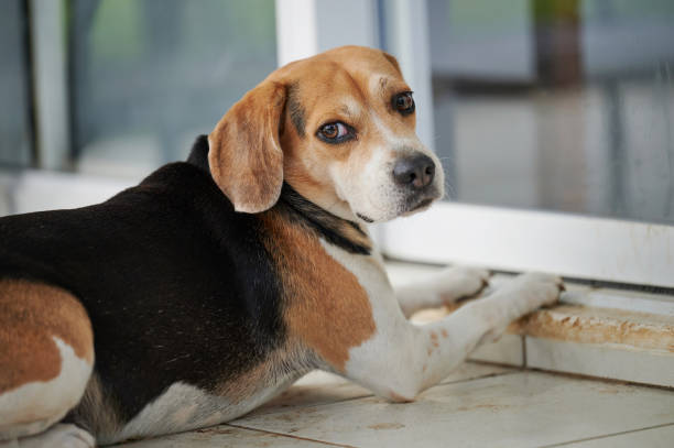 istock Beagle dog  waiting next to glass door 2188945885