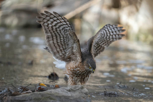 istock Sharp-shinned Hawk close-up eye level view of it taking a bath with wings extended 2188946237