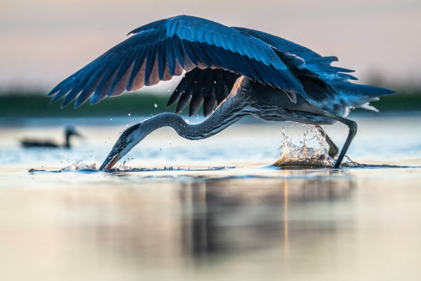 istock Great Blue Heron close-up eye level view of it diving for a fish 2188946364