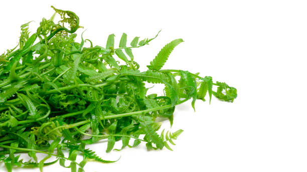 istock Vegetable fern (Diplazium esculentum) leaves on white background. 2188948875