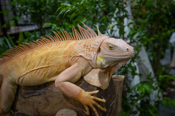 istock close up Yellow albino iguana on log background 2188949034
