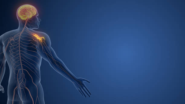 somatické nervy v ruce regulující motorické reakce - ganglion - stock snímky, obrázky a fotky