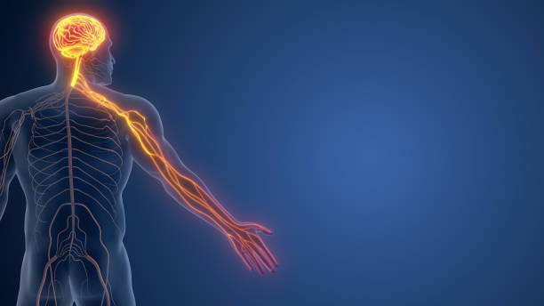 istock Somatic Nerves in Hand Regulating Motor Responses 2188951706