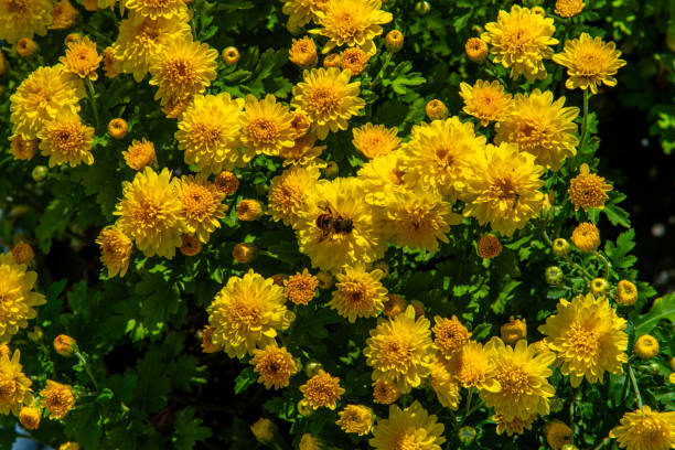 Detail of a Eupeodes bee on a yellow flower of a Chrysanthemum plant. Blurred background.