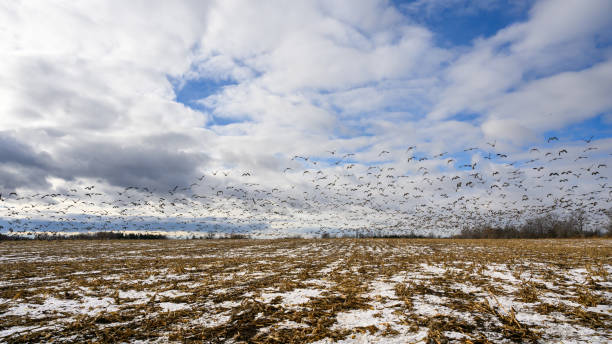 Flock of white swans resting on a plowed rural field at sunset, with forest horizon and calm blue sky.