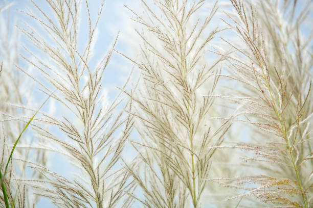 istock Soft White Grass Blades Against a Calm Blue Sky Background 2188953485