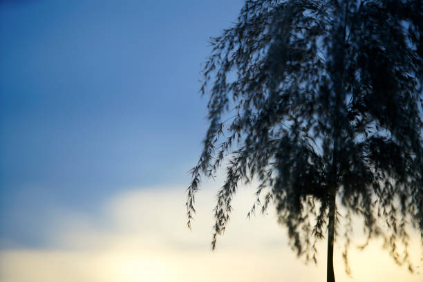 A serene silhouette of grass stands against a beautifully blended blue sky at dusk or dawn, capturing a tranquil moment in nature's quiet beauty.