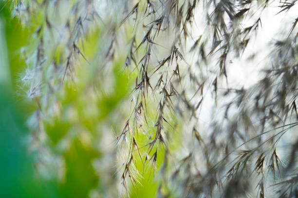 This close-up captures the delicate texture of grass blades against a softly blurred green background, showcasing nature's graceful beauty and tranquility.