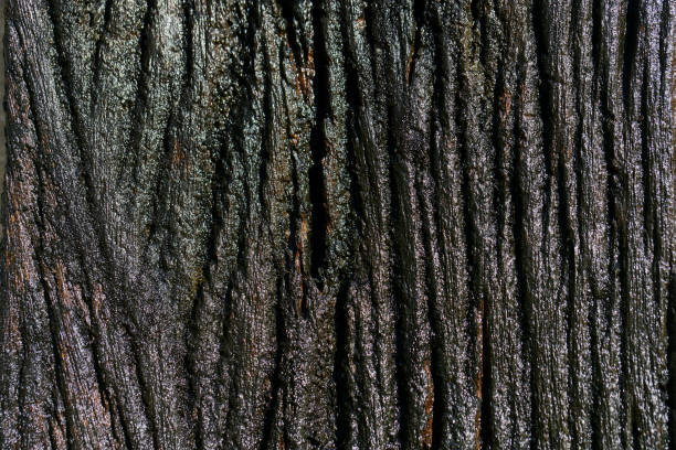 This image showcases a detailed close-up of dark tree bark, highlighting its unique texture and patterns, ideal for nature and design projects.
