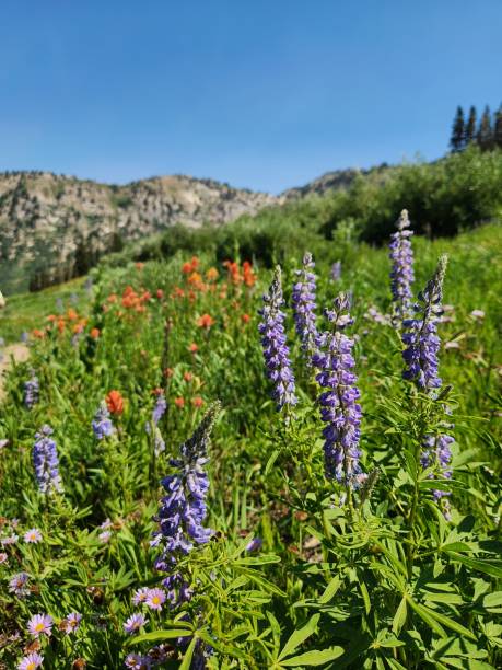 istock Mountain West Wildflowers 2188954436