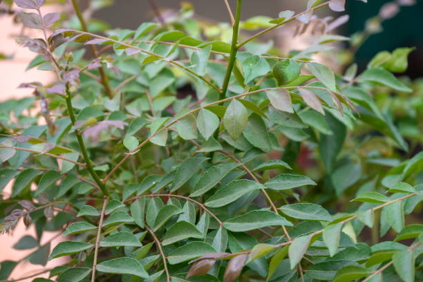istock A fresh green curry (Murraya koenigii) tree at the plant garden. Curry leaves. 2188954444