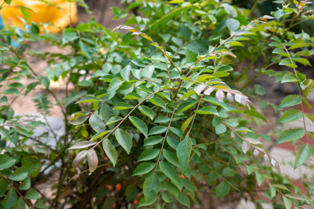 istock A fresh green curry (Murraya koenigii) tree at the plant garden. Curry leaves. 2188954479