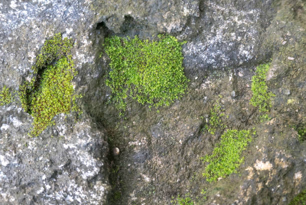 istock Close-Up of Moss Growing on Rough, Weathered Rock Surface 2188955737